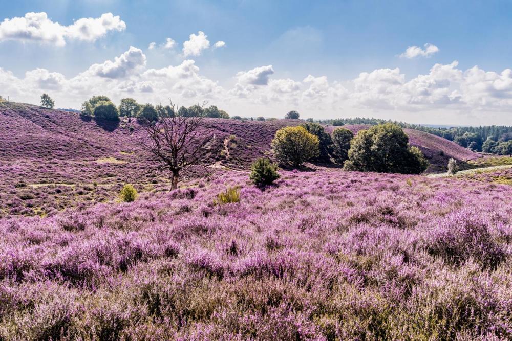 Sfeervolle Chalet Op De Veluwe In Hoenderloo Hotel Екстериор снимка