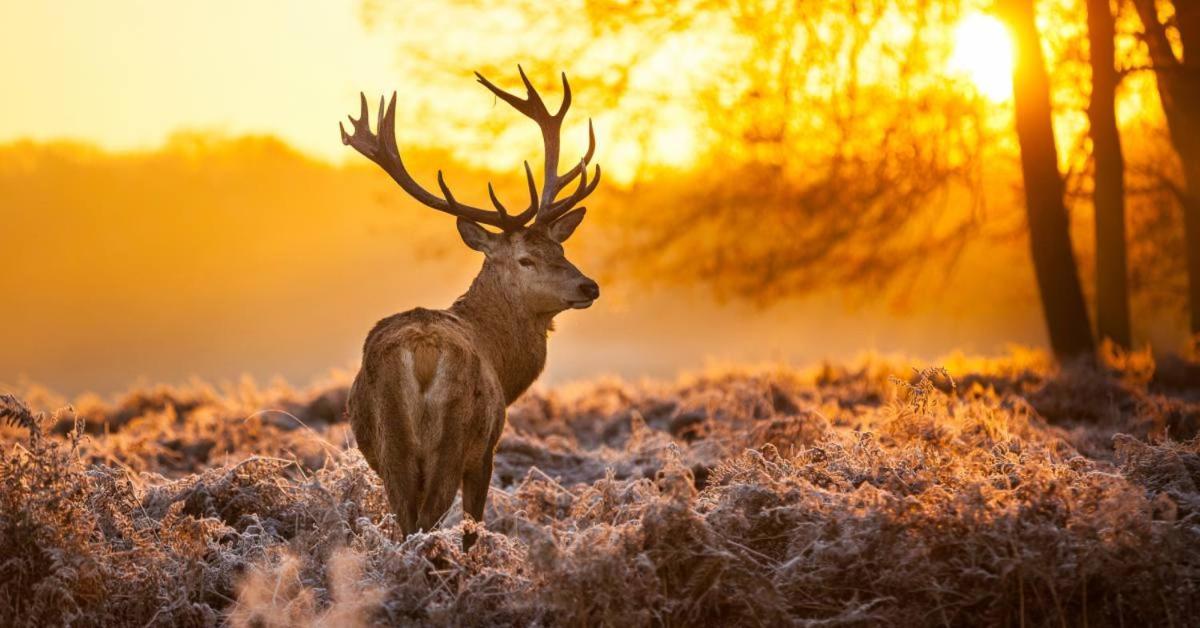 Sfeervolle Chalet Op De Veluwe In Hoenderloo Hotel Екстериор снимка